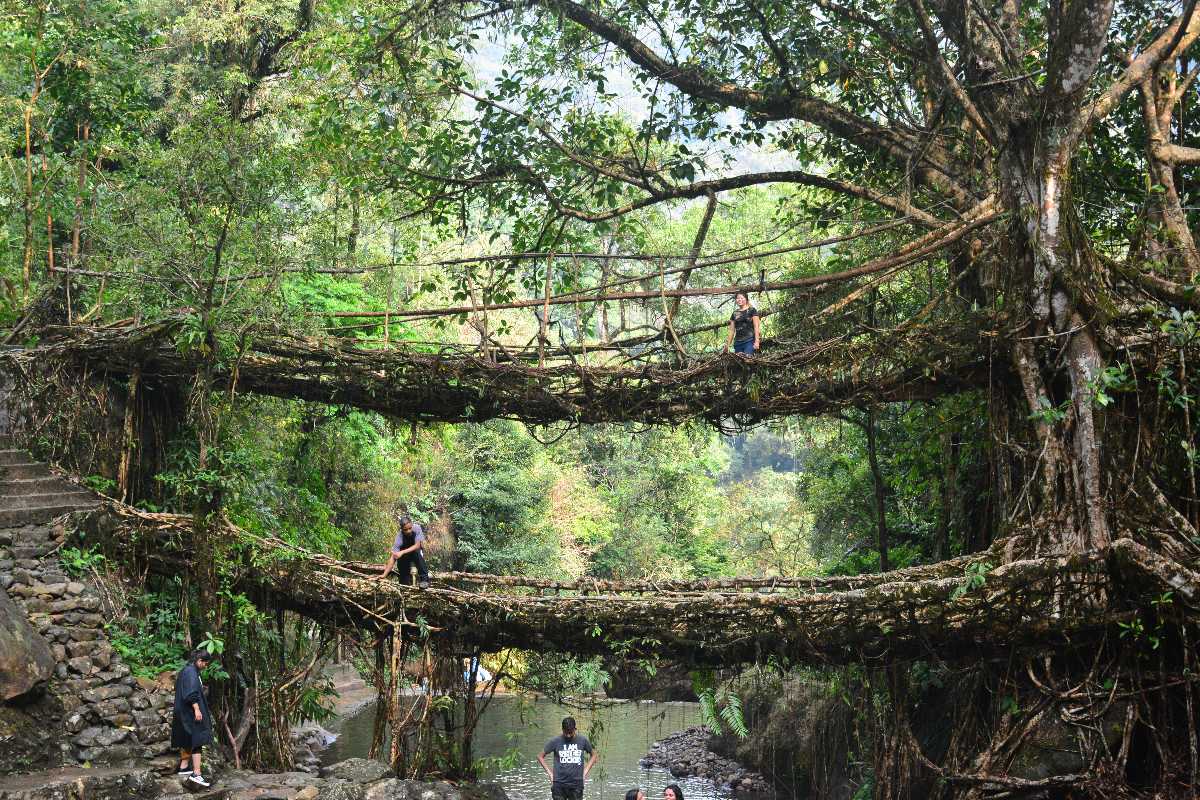 double-decker-living-root-bridge-img